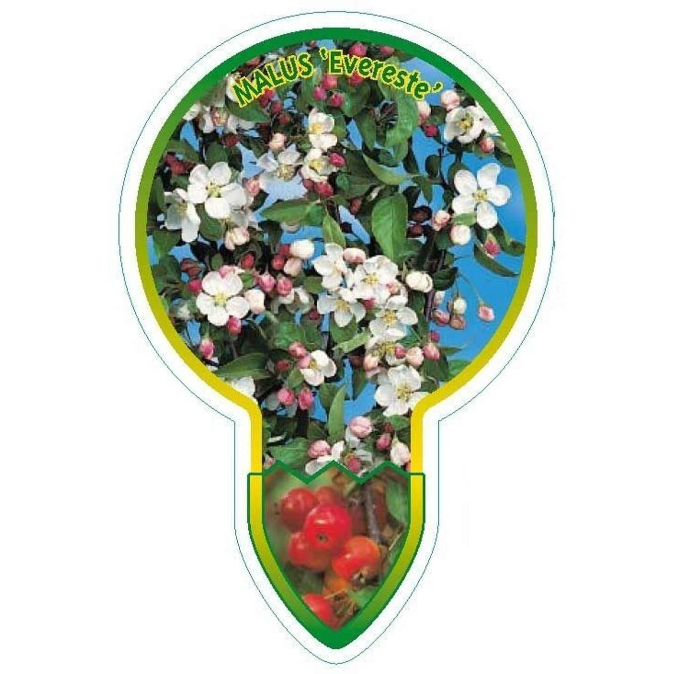 Äpple – Malus 'Evereste' - 120 CM Stem C10